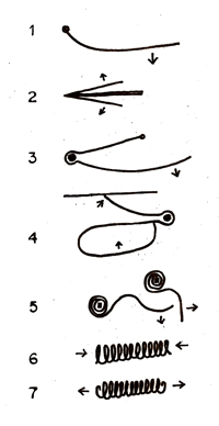 Examples of lock springs